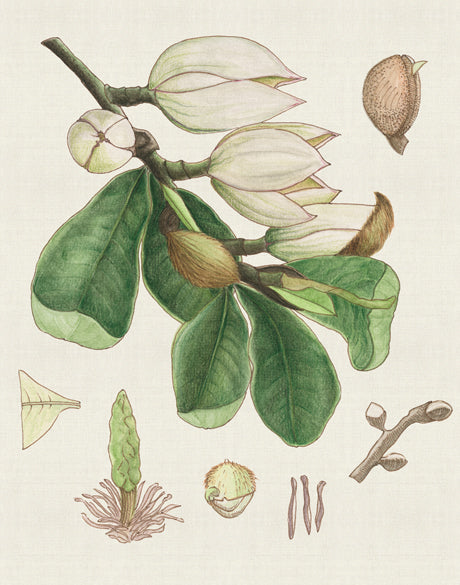 Classic Botanical Study III (Canvas)