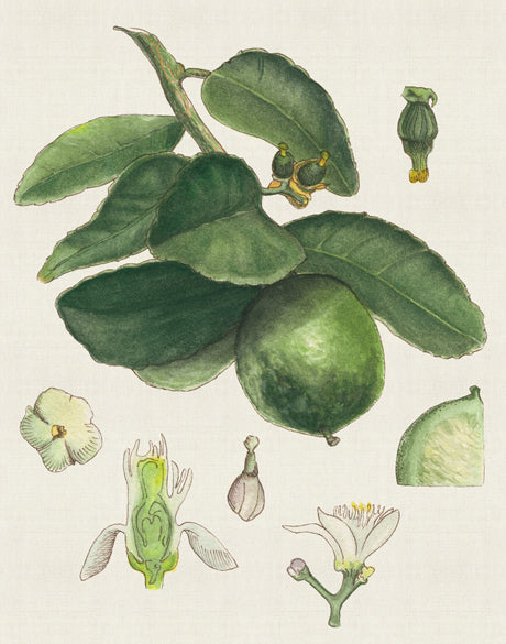 Classic Botanical Study IV (Canvas)