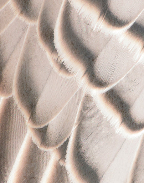 Aviles Feather I