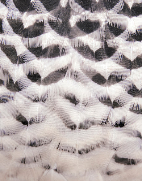 Aviles Feather III