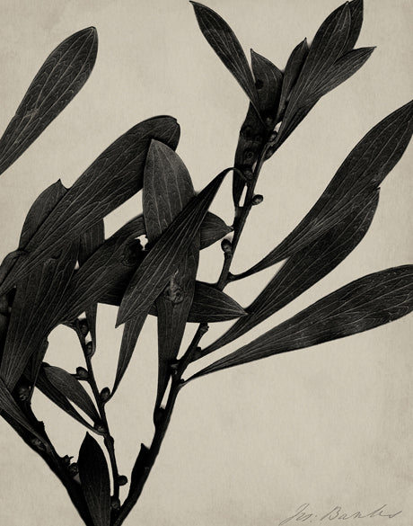 Endeavour Specimen III (Canvas)