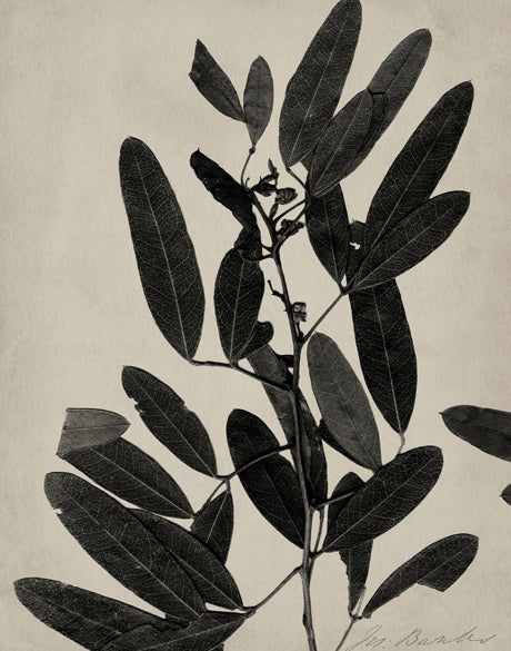 Endeavour Specimen IV (Canvas)
