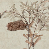 banksia01-c_3