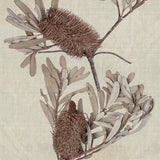 banksia03-c_3