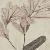 banksia04-c_3