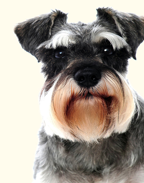 Baxter I