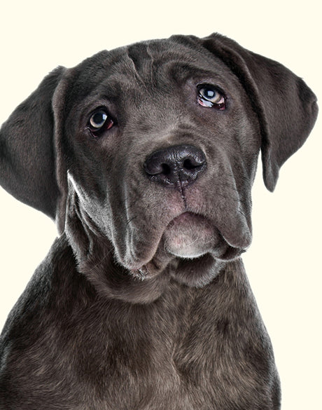 Baxter III (Canvas)