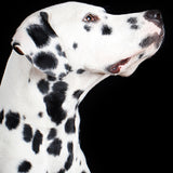 bax04_3