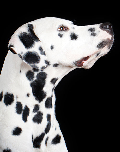 Baxter IV