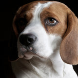 bax06_3
