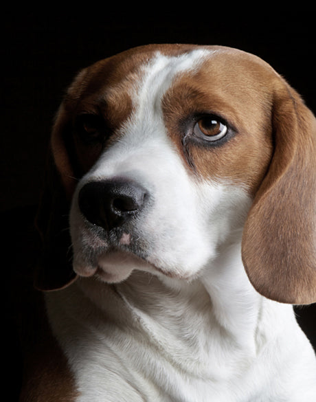 Baxter VI