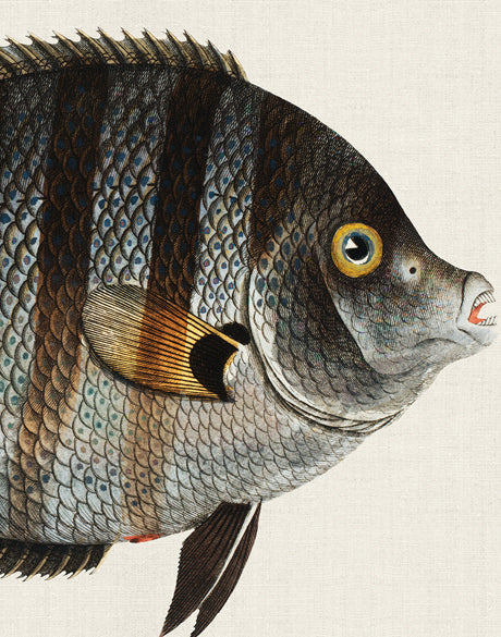 Cape Bayeau Fish I