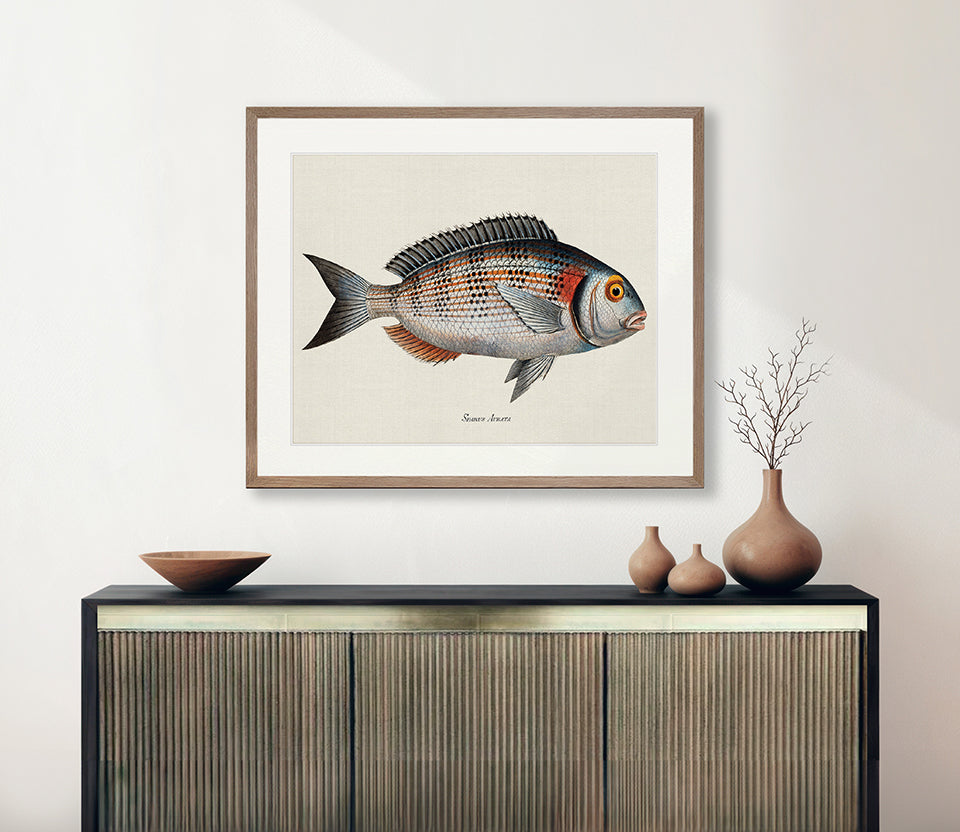 Cape Bayeau Fish II