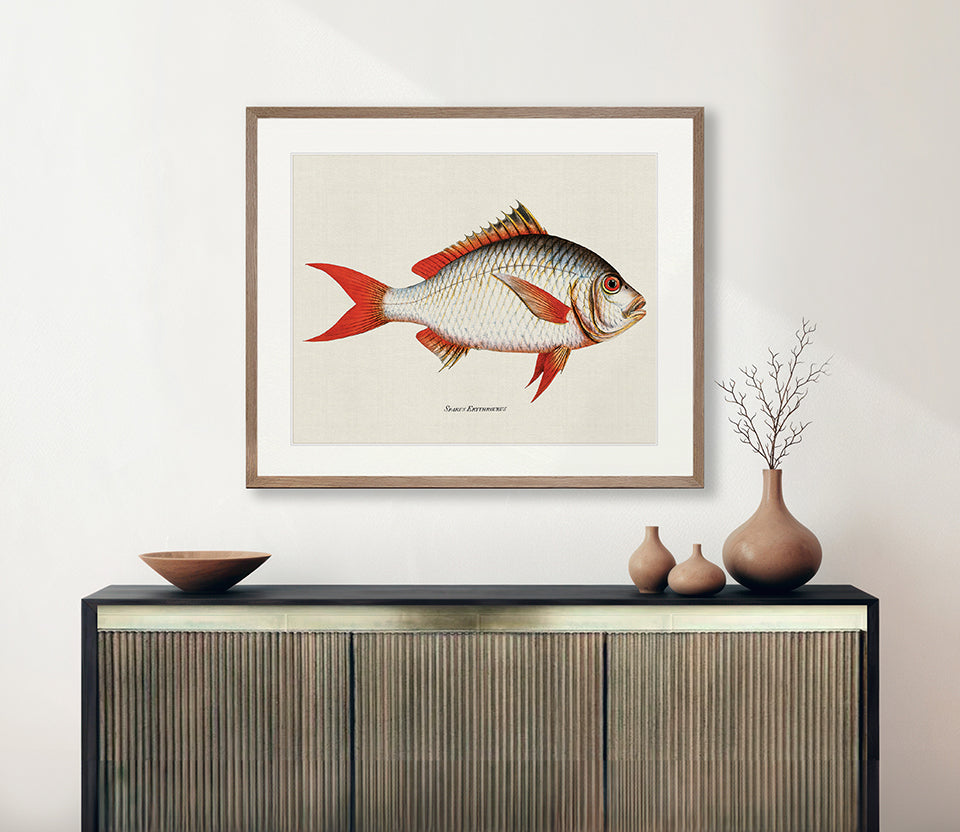 Cape Bayeau Fish III