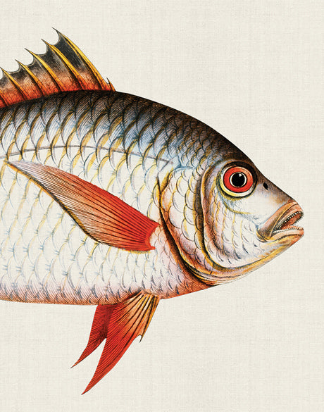 Cape Bayeau Fish III