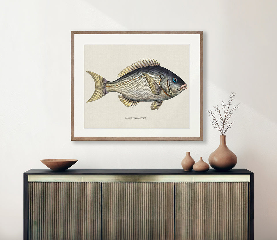 Cape Bayeau Fish V