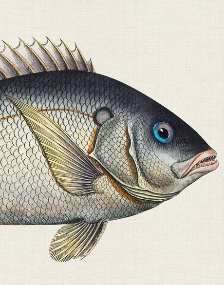 Cape Bayeau Fish V