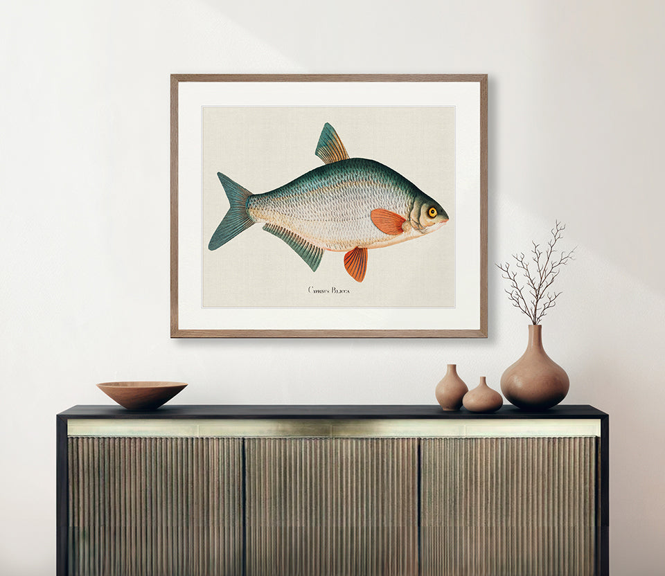 Cape Bayeau Fish VI