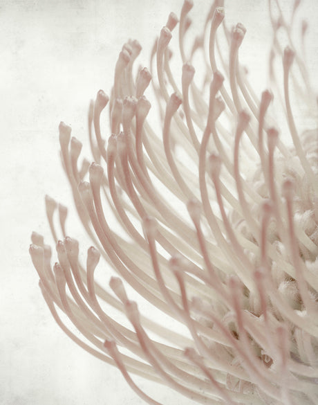 Protea Beauty I (Canvas)