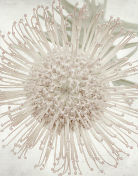 Protea Beauty iI (Canvas)