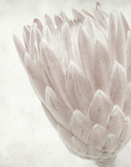 Protea Beauty IV