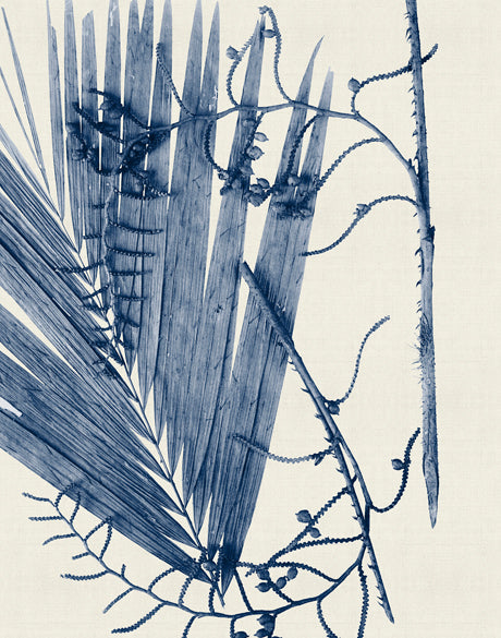 Delicate Frond V (Indigo) (Canvas)