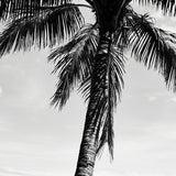 bedarra02_3