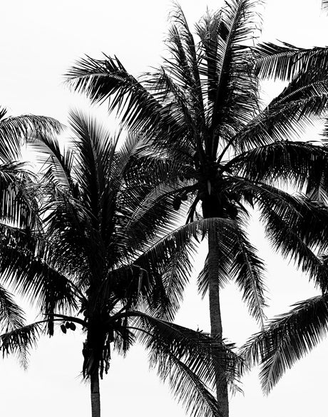 Palm Silhouette III (Canvas)