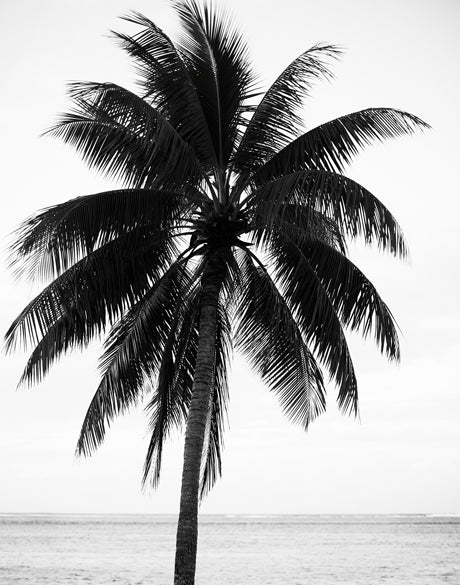 Palm Silhouette IV (Canvas)