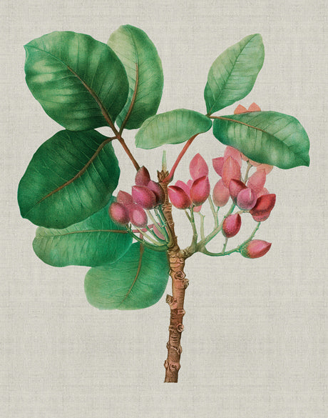 Bella Floral Beauty III (Canvas)