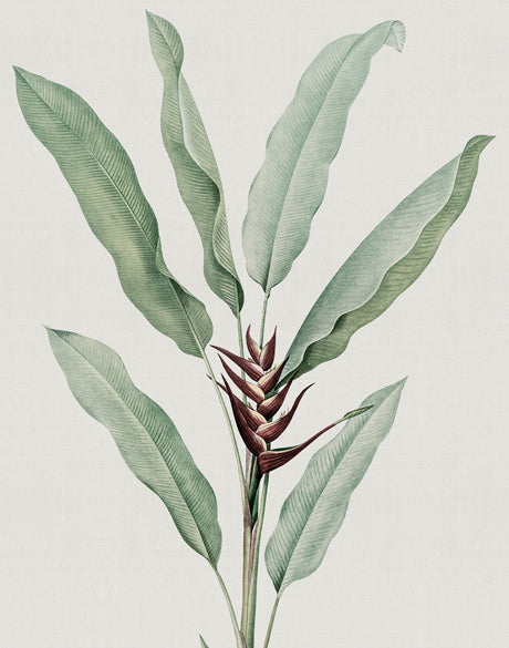 Bellevardi Tropic VI