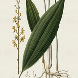 blume01_3