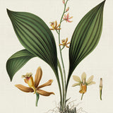 blume04_3