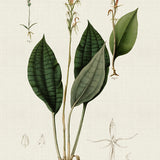 blume06_3