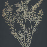 boluxe01-c-l_3