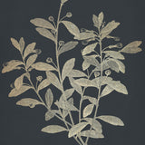 boluxe02_3