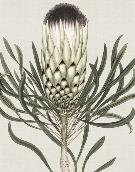 Botanist Specimen I