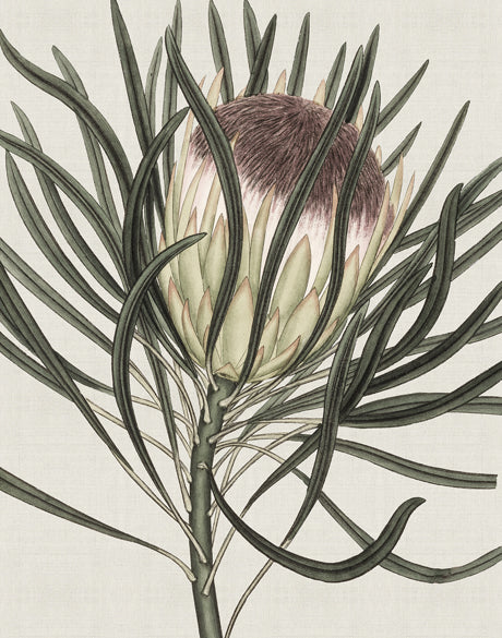 Botanist Specimen II