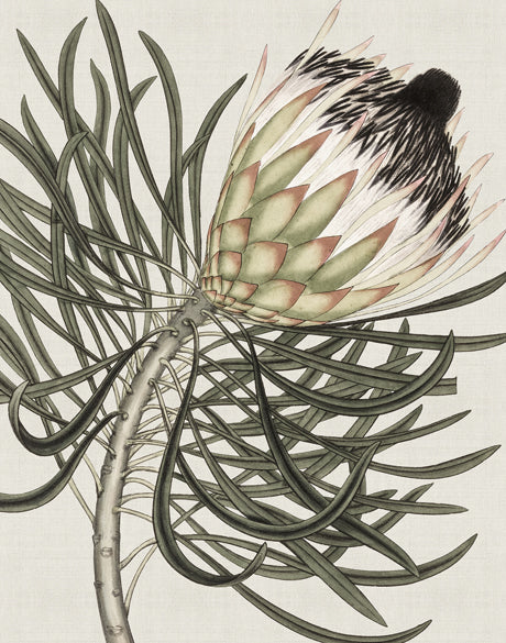Botanist Specimen III