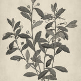botspl02_3