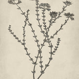 botspl03_3