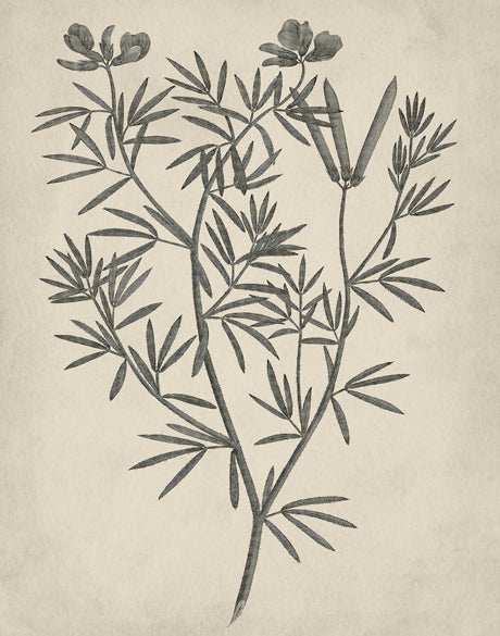 Botanical Splendour IV (Canvas)