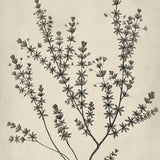 botspl05_3