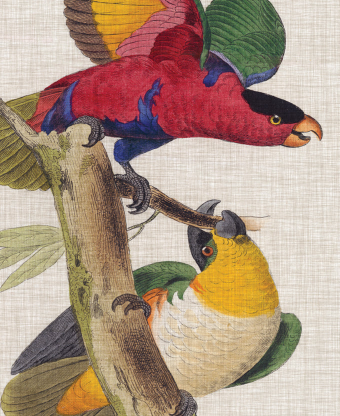 Exotic Parrots III