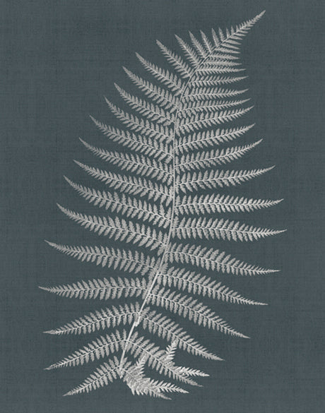 Brenford Fern I