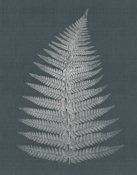 Brenford Fern IV