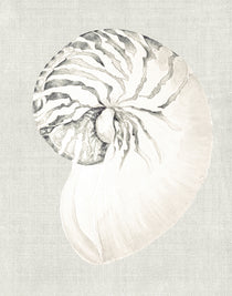 Shell on Linen II