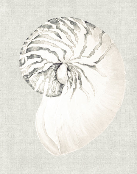 Shell on Linen II