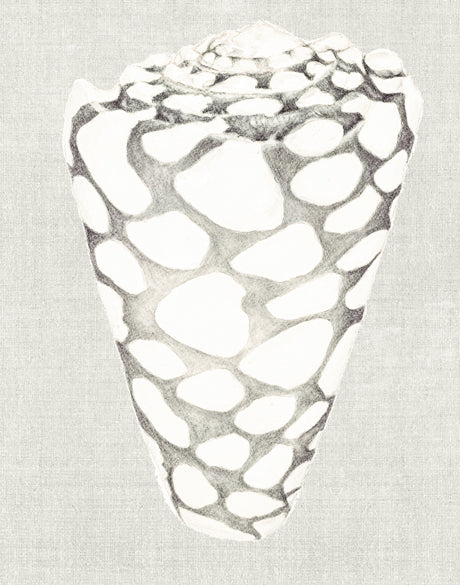 Shell on Linen III (Canvas)