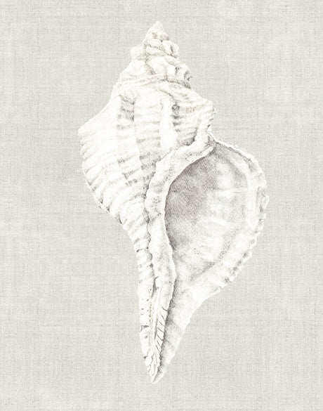 Shell on Linen V